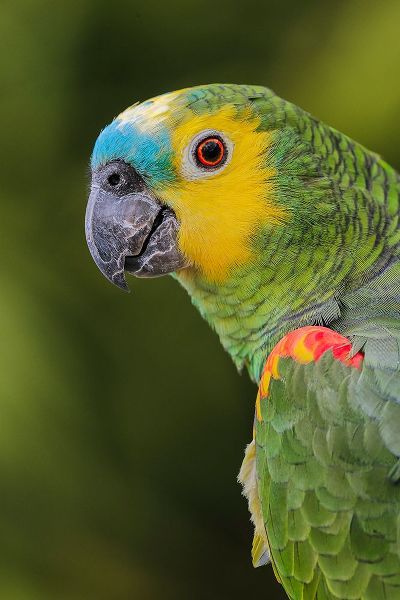 Jones, Adam 아티스트의 Blue fronted Amazon parrot-native to South America작품입니다.